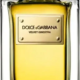 image #1 of בושם לאישה 150 מ''ל Dolce & Gabbana Velvet Ginestra או דה פרפיום E.D.P