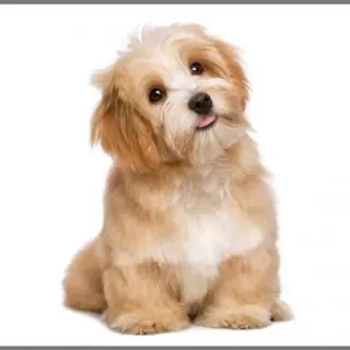 image #9 of פנס מקרן מבית Brainstorm - גורי כלבים חמודים