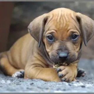 image #6 of פנס מקרן מבית Brainstorm - גורי כלבים חמודים