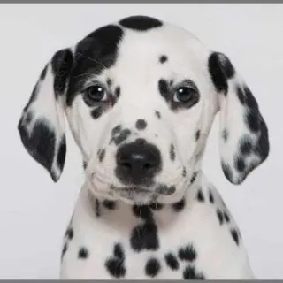 image #7 of פנס מקרן מבית Brainstorm - גורי כלבים חמודים