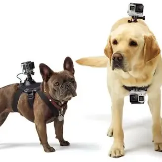image #1 of רתמה לכלב GoPro Fetch למצלמות GoPro