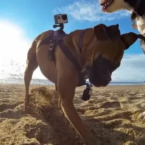 image #4 of רתמה לכלב GoPro Fetch למצלמות GoPro